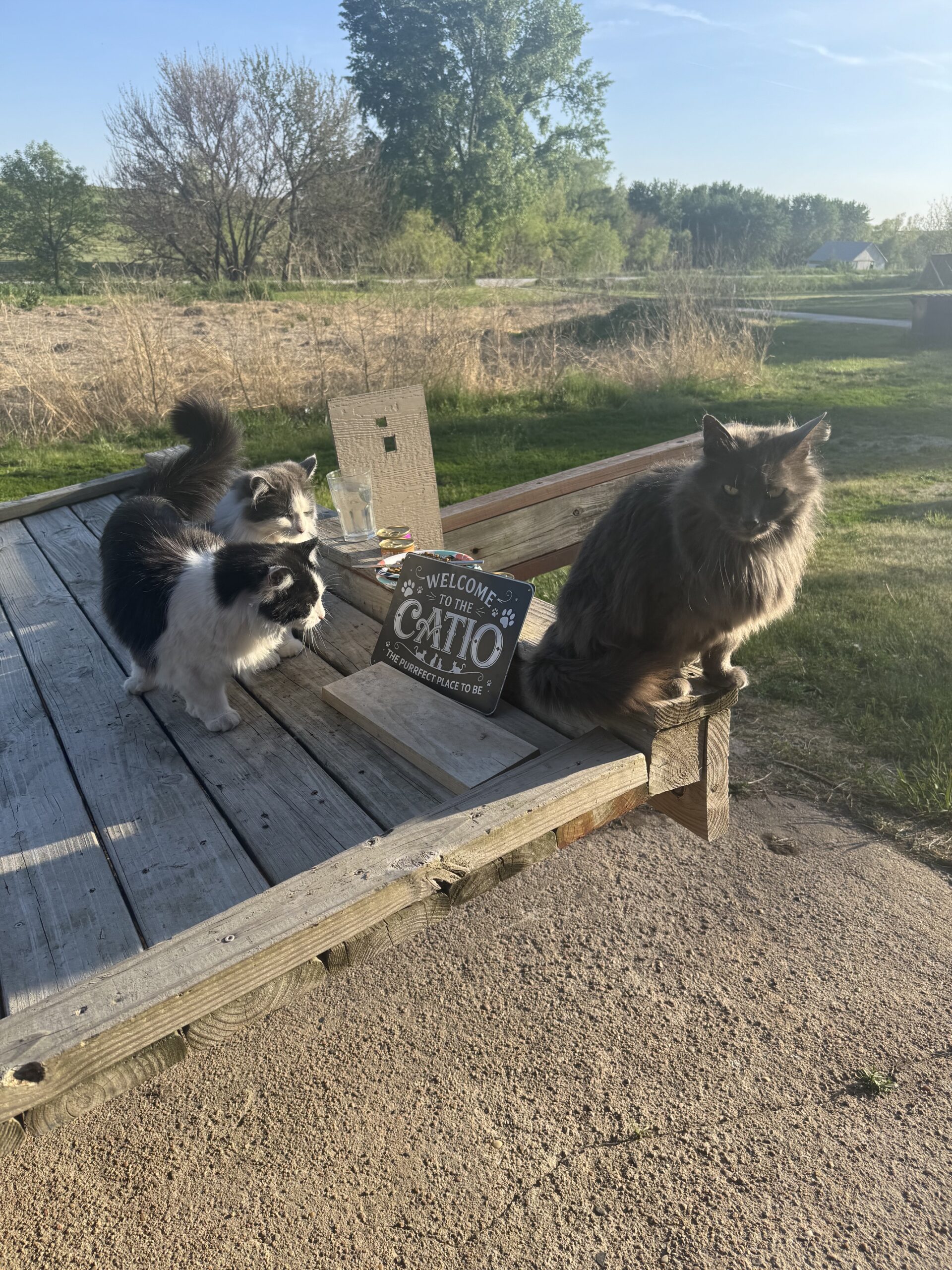 Give Your Feline Fresh Air: The Complete Guide to Building a Cat-Safe Outdoor Space